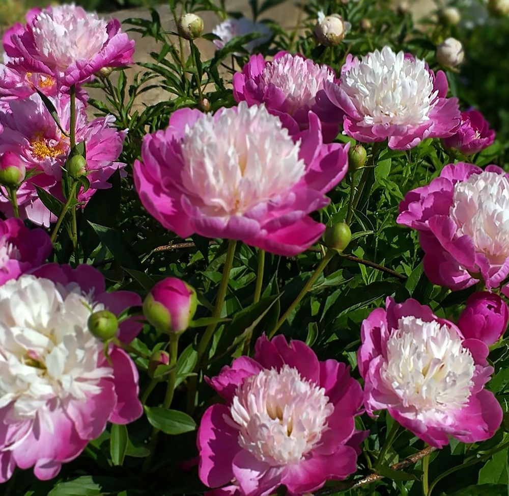 Как сохранить пионы до посадки