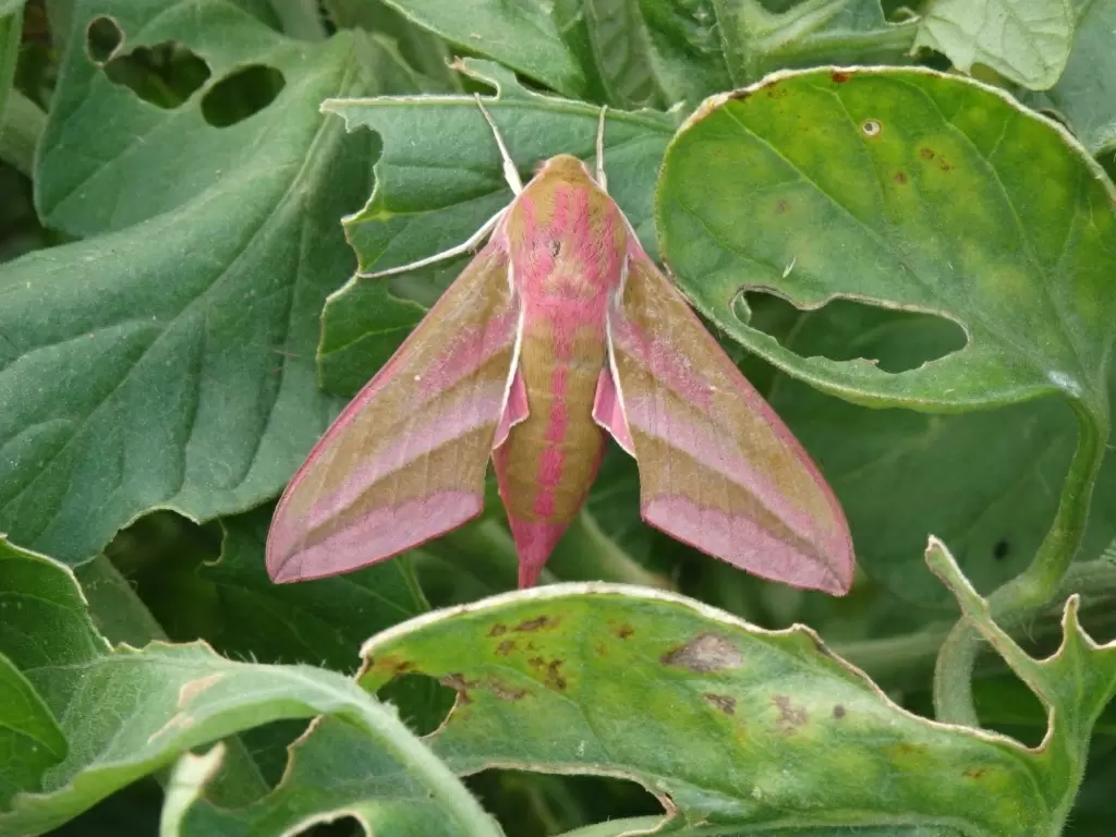 Изумительный бражник винный: устрашающий вид, но дружелюбные намерения