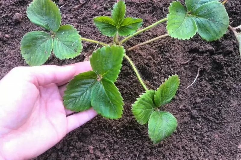 Как правильно сажать клубнику: секреты успешной весенней посадки