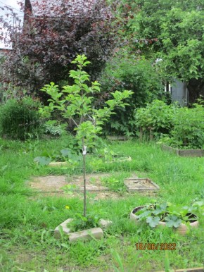 Эффективные методы защиты молодых растений