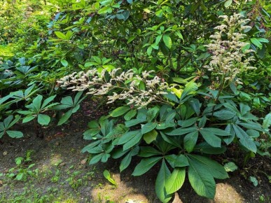 Листья, которые вводят в заблуждение: самые интересные растения-соседки с похожими листьями