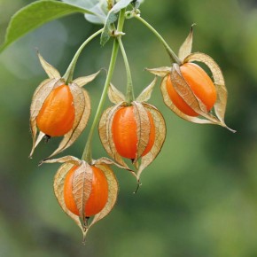 Физалис: секреты выращивания и кулинарного использования