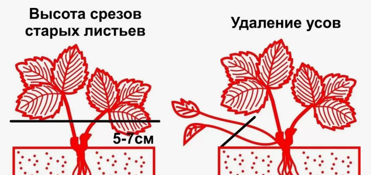 Как получить идеальный урожай клубники: секреты севооборота и правильного ухода