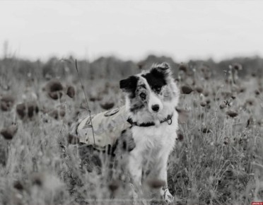 Отряд «ЛизаАлерт» скорбит о гибели собак-спасателей Бэсти и Люмен