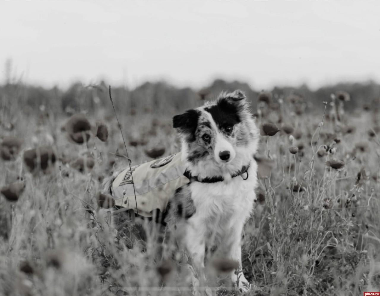 Отряд «ЛизаАлерт» скорбит о гибели собак-спасателей Бэсти и Люмен