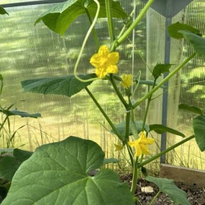 ��� ��������� �������� ������ �� �����������: �������� ������ ��� ��������� ��������