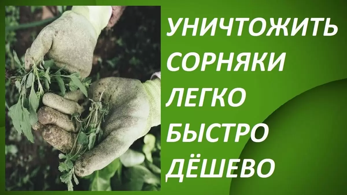 Эффективные способы борьбы с сорняками: как избавиться от нежелательных растений всего за сутки