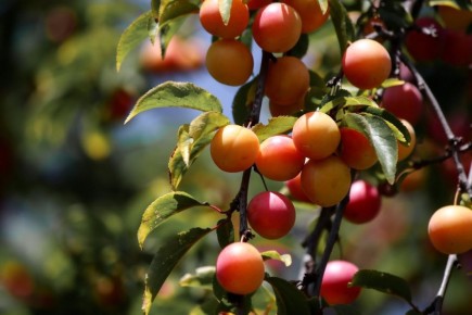 �����: ������� ����� � ����������� ��� ������� ������