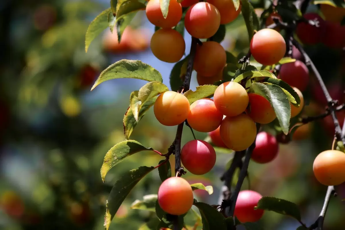 Алыча: секреты ухода и выращивания для щедрого урожая