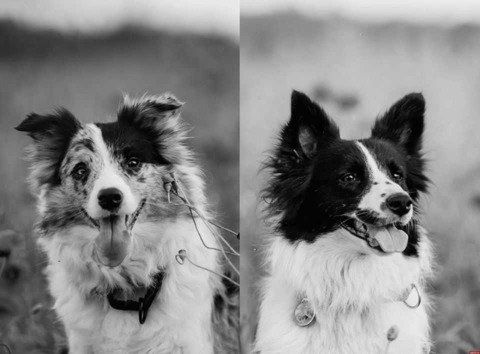 ����������� ����� �� �������� �������� �������� �����-���������� � ��������� ������