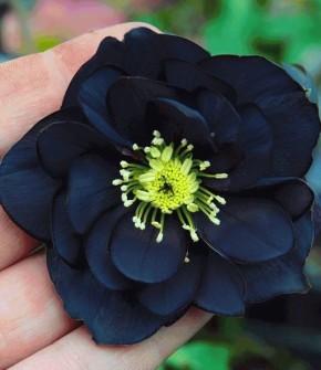 Ҹ���� ������� ��� ������ ����: 10 �������� ��������, ������� ������