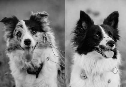 Трагедия в Псковской области: жестоко убиты собакиспасатели отряда «ЛизаАлерт» — Бэсти и Люмен