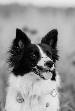 Собак-спасателей расстреляли в псковском лесу