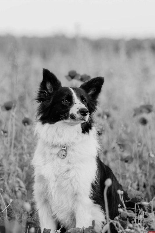 ����� ���������� ������� � ������ �����-���������� ����� � �����