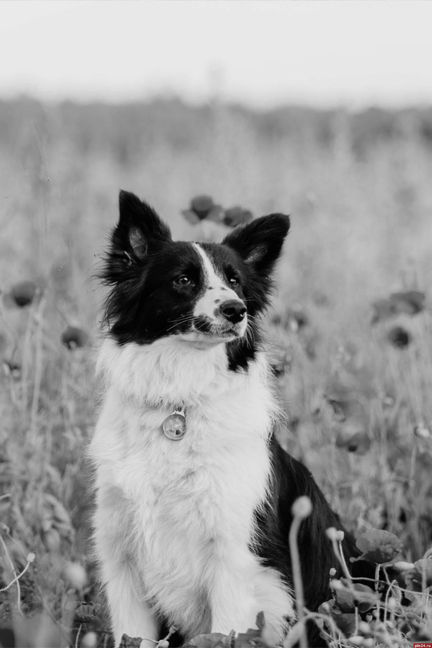 Отряд «ЛизаАлерт» скорбит о гибели собак-спасателей Бэсти и Люмен Отряд «ЛизаАлерт» скорбит о гибели собак-спасателей Бэсти и Люмен