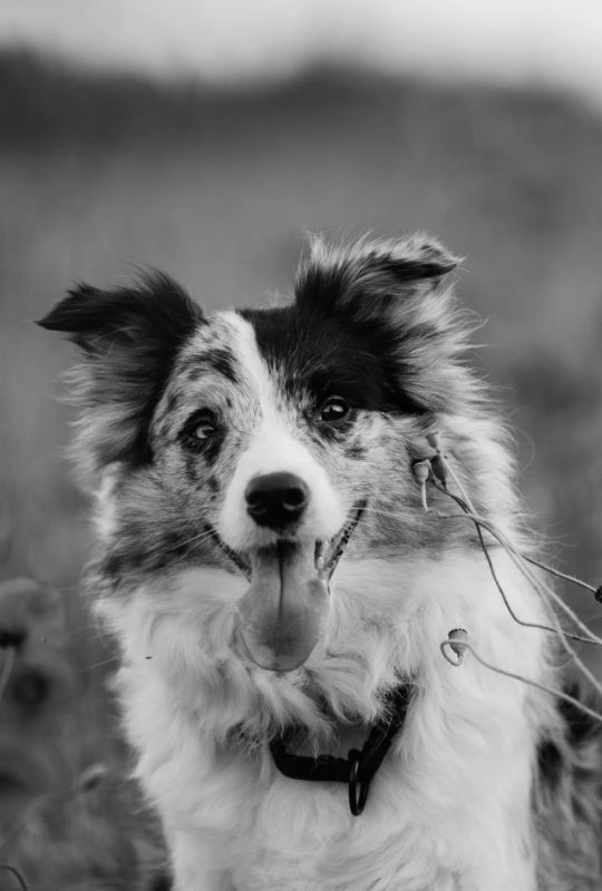 �����-���������� ����������� � ��������� ����