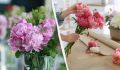 Как сохранить свежесть пионов в букете: секреты и советы
