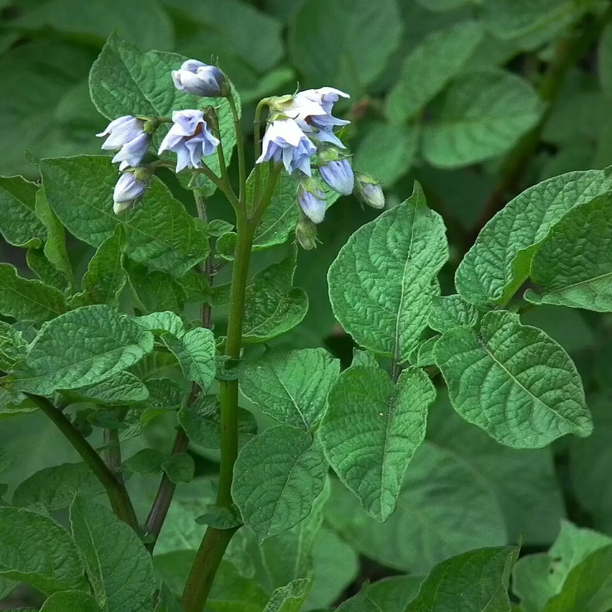 Забота о здоровье почвы и успешный урожай картофеля