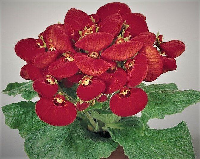 ������� ��������� �������: ��� ������� ��������� ������� � �������������