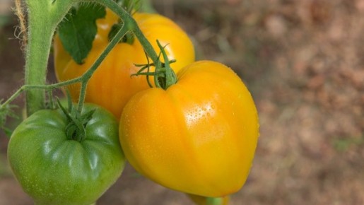 ��������������� ������: ��� ������� ������ � ����������� ���� ��������