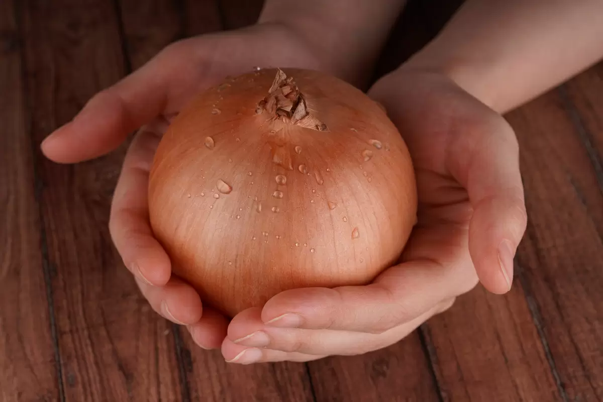 Секреты успешного выращивания крупных луковиц: от выбора сорта до ухода