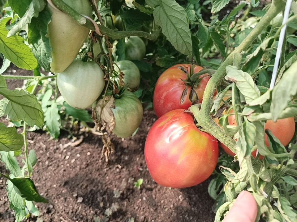 ������ �� �������: ��� �������� � ������� ������� ������� ������ ������ �������