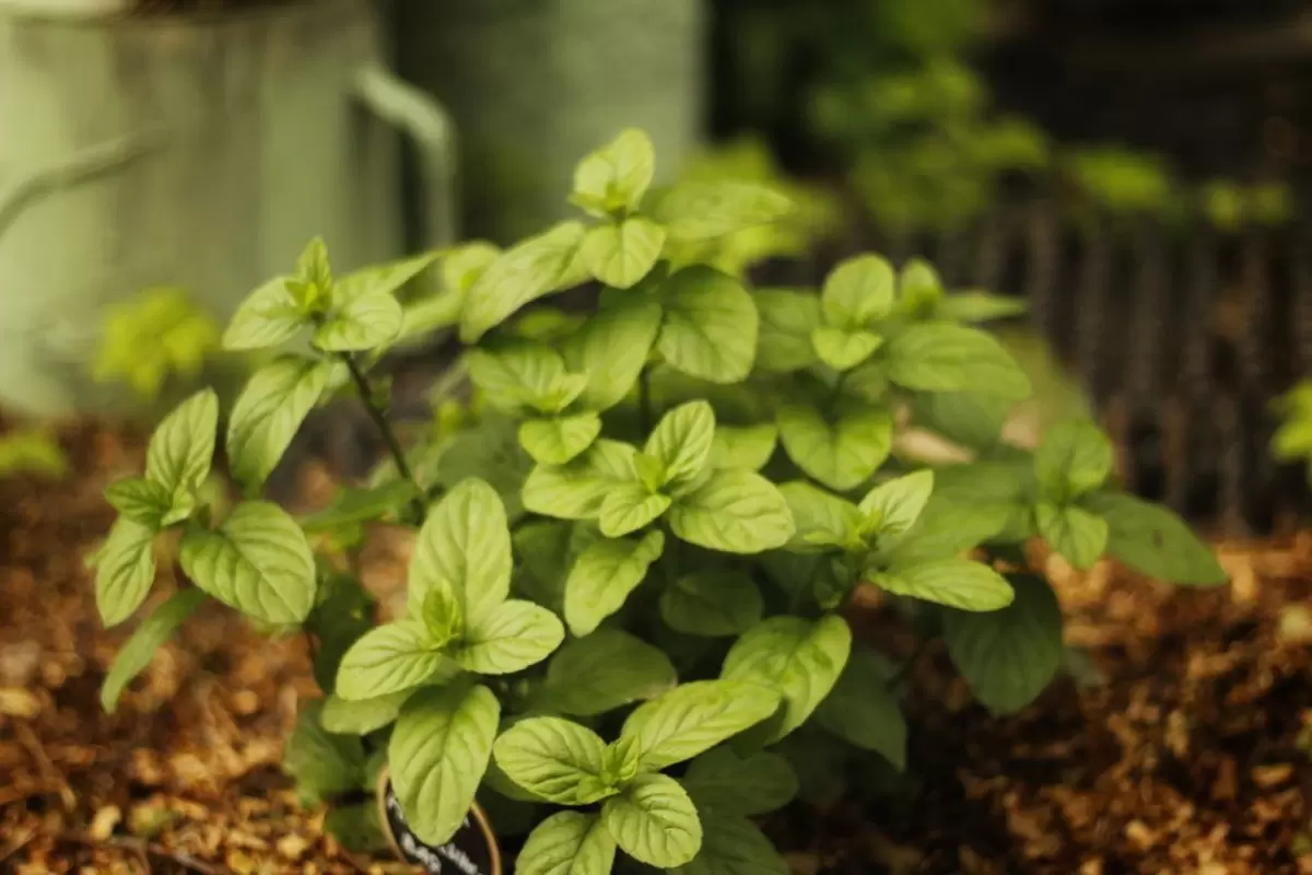 Волшебница садов: зачем стоит посадить мелиссу лимонную