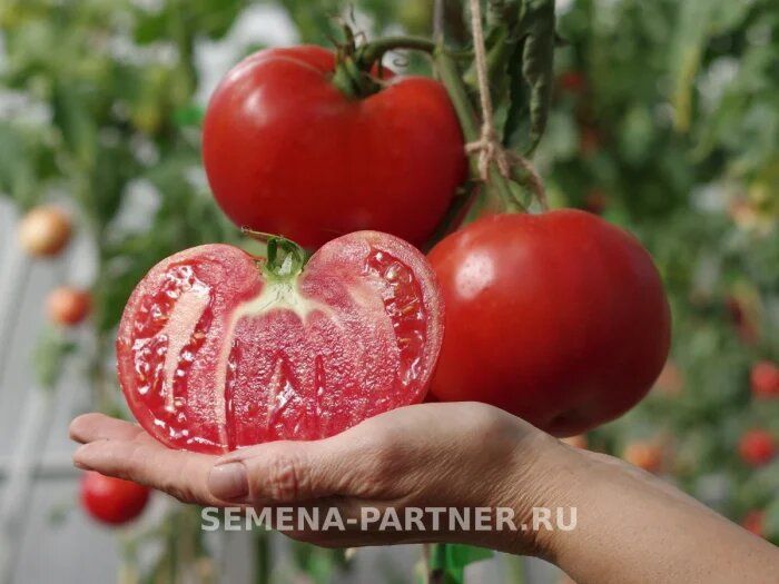 ����� ������� 17/1: ��� ��������� ������� � ��������� ���� � �������