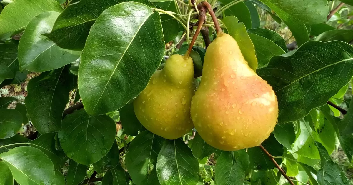 Ранние груши: Как вырастить сладкие плоды уже в июле