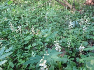 �������� �������������