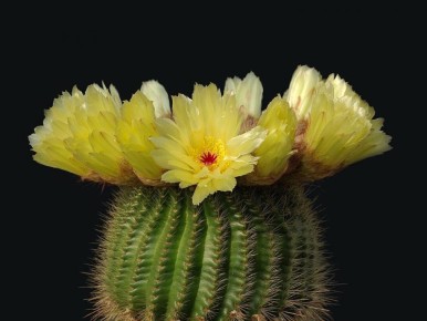 ������� �������� ��������: ��� ��� � ������� ���� ���������� �������