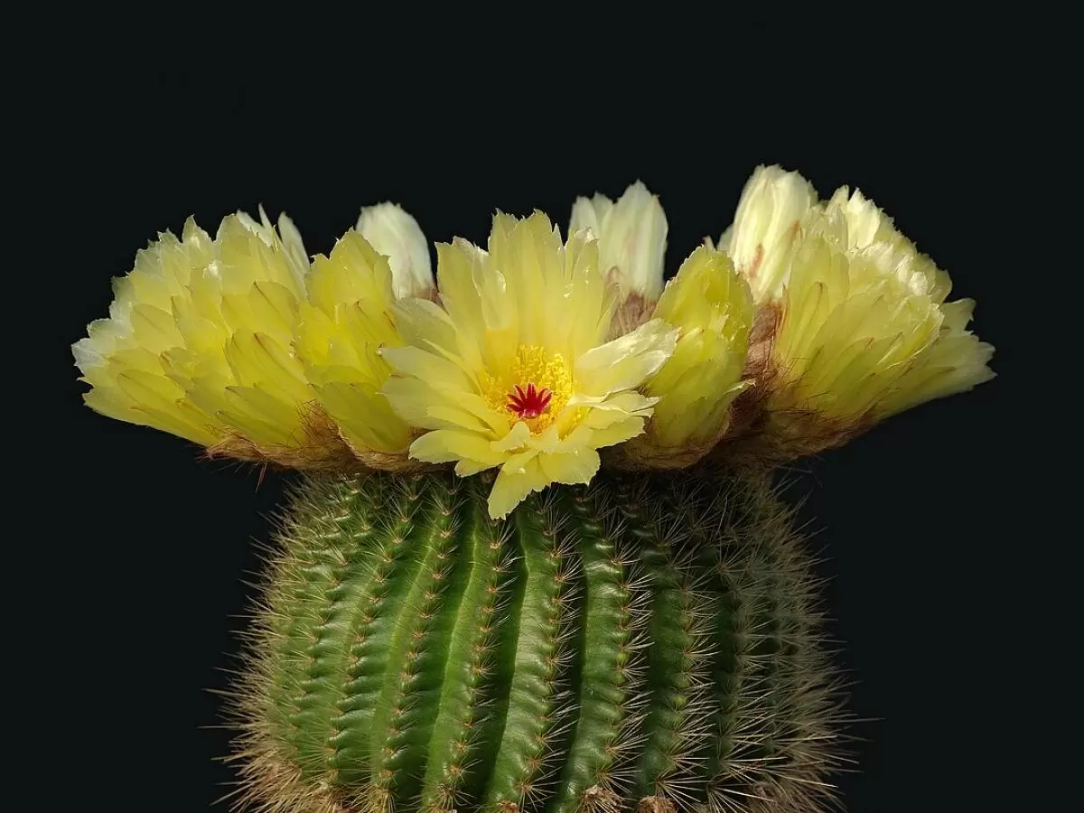 Секреты цветения кактусов: как лук и горячая вода пробуждают природу