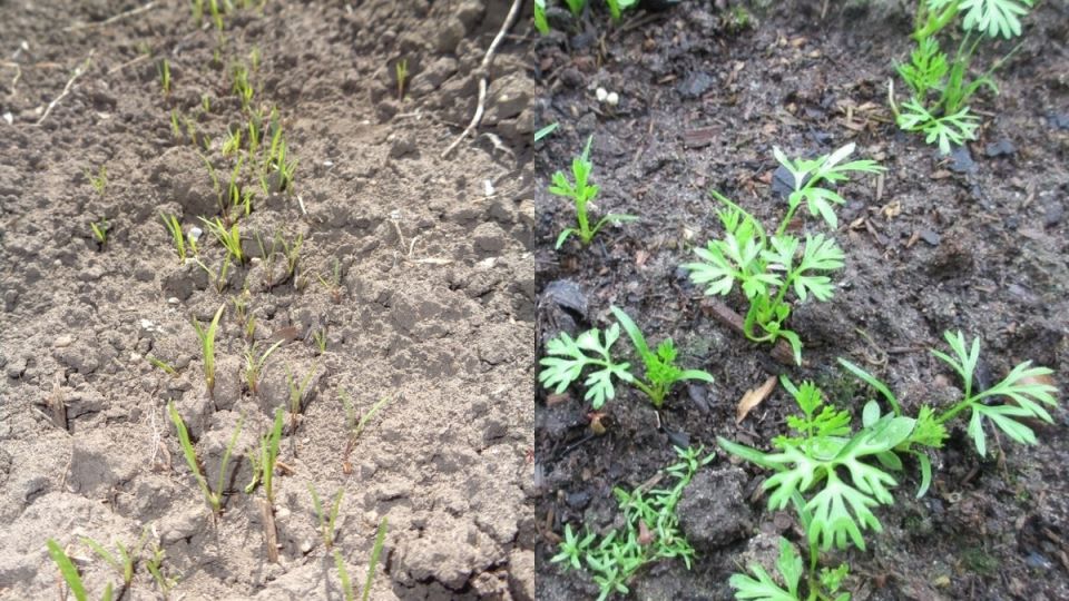 ��� �������� ������� �������� ������ ������� � ������������ ������������ ������