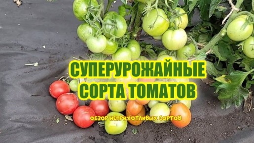 ������ ������: 5 ������ �������, ������� �������� ������� ��� ������ ������