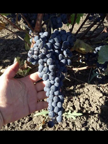 �������� �������: ������������� ���� � ����������� ��� ���������