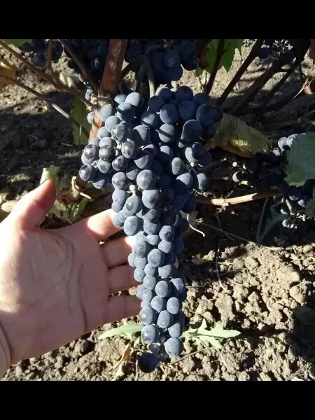 Виноград Брускам: морозостойкий сорт с потенциалом для виноделия