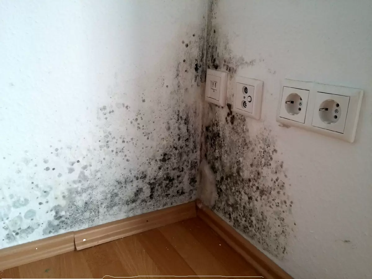 Как избавиться от плесени в доме и предотвратить ее появление