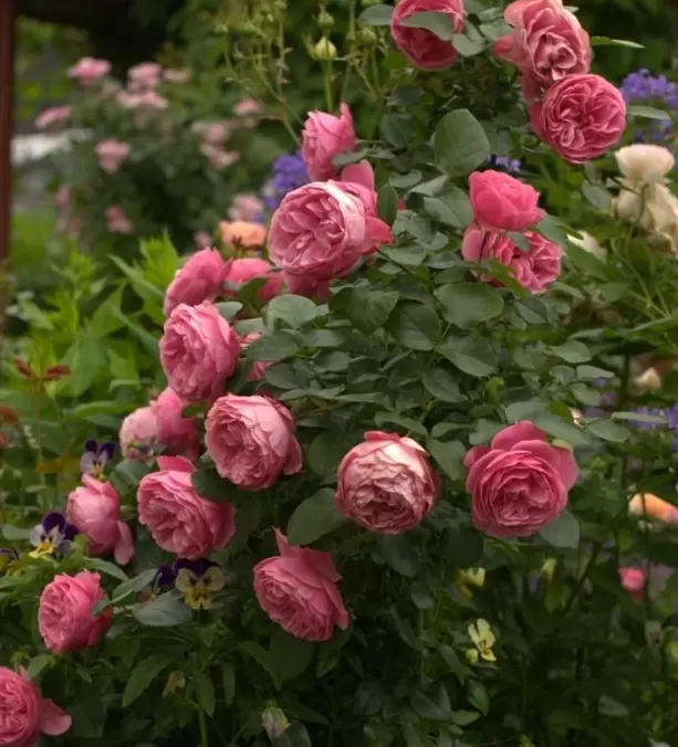 Зачем укрывать розы на зиму? Полезные советы от экспертов