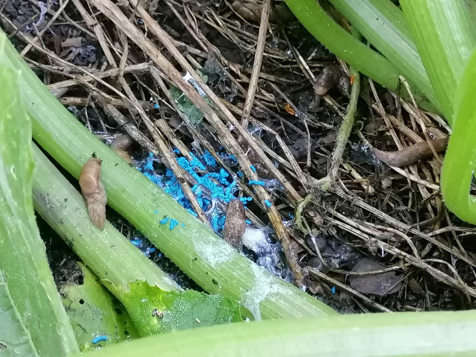 ����������� ������ ������ �� �������� �� �����