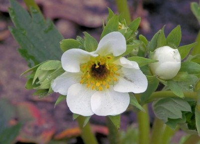 ������� ���������� ��������: �������� �������� ��� ���� ��� ������?