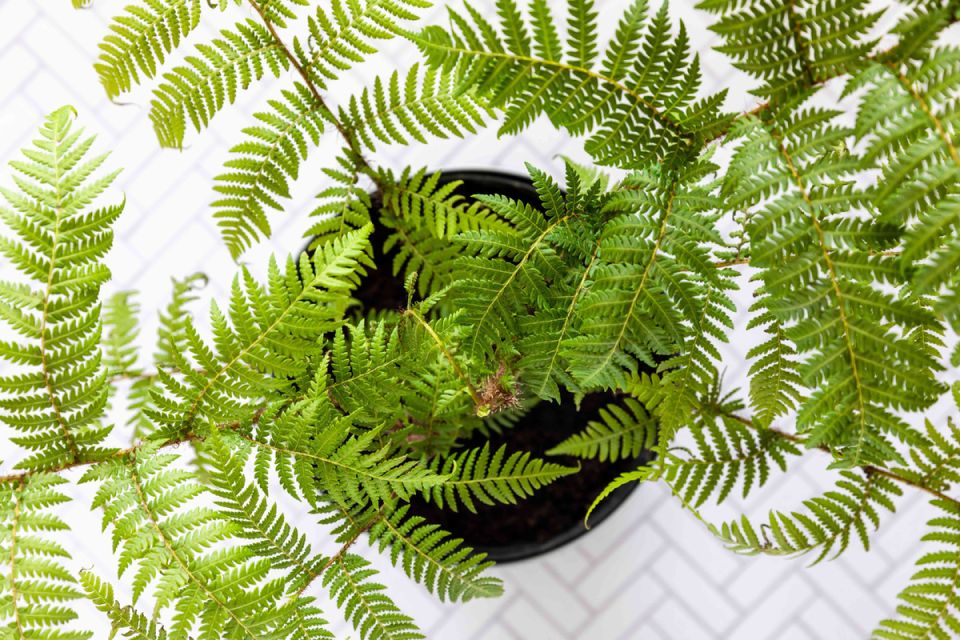 ������: ��� ��������� ���� ������������ ���������� � �������� ��������?