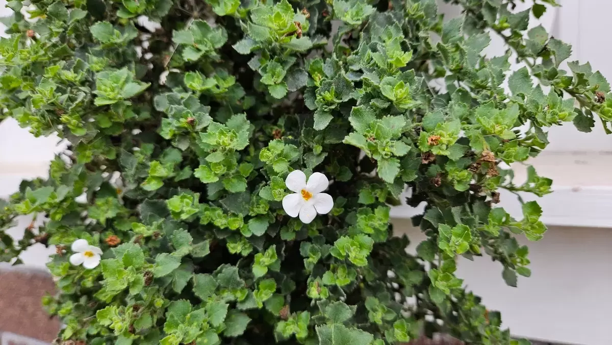 Секреты успешного черенкования однолетников: как сохранить любимые растения