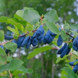 ���������: ������ ��������� ��� ������� ������