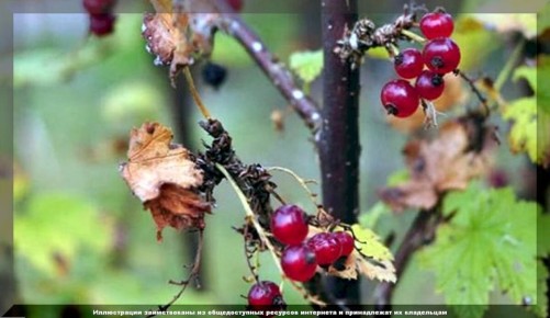 Обязательные работы на смородине в августе