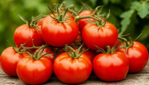 Томаты для открытого грунта 2026: что выбрать для идеального урожая