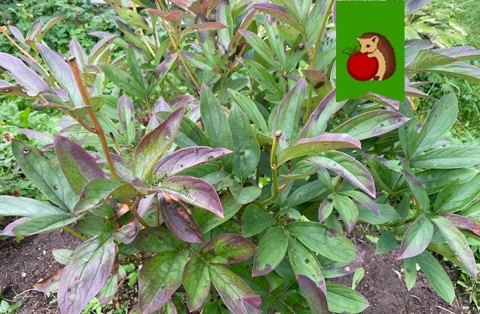 ��� ����������� ����� � ���� ��� ������ �������� ������