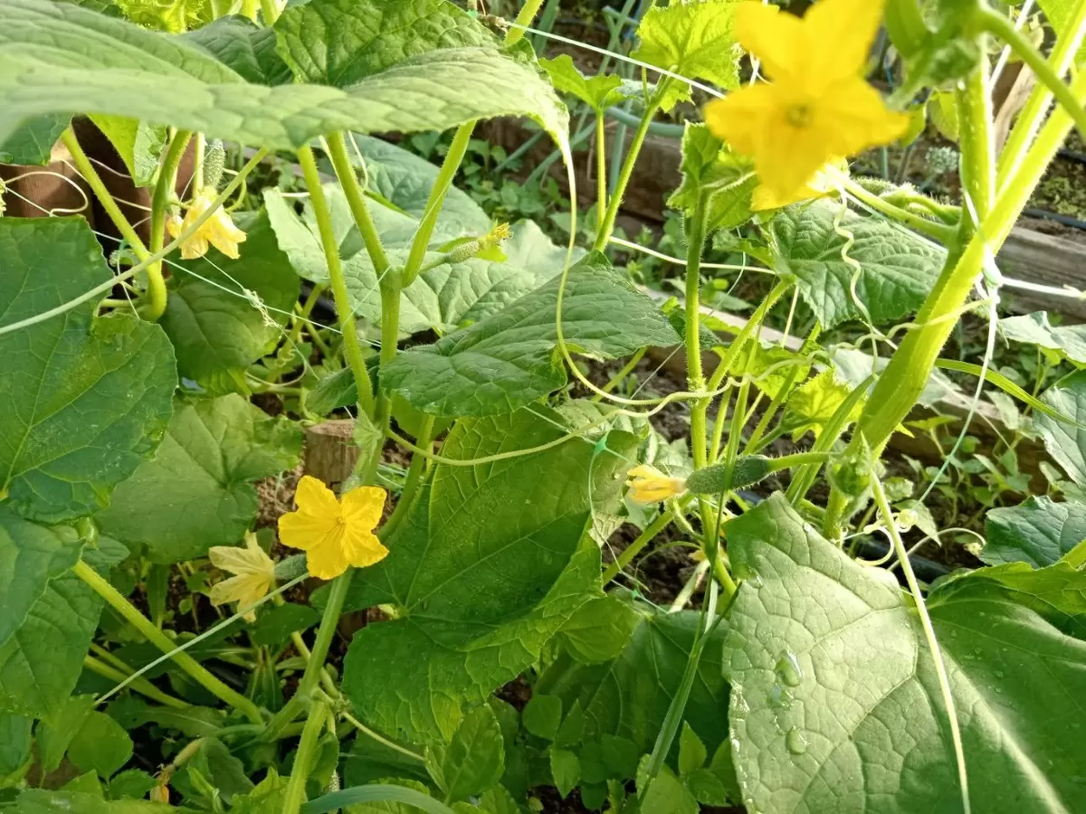 Как бороться с белой плесенью на огурцах: советы и меры
