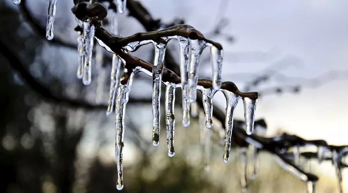 Опасности затяжной оттепели для сада: к чему быть готовым весной