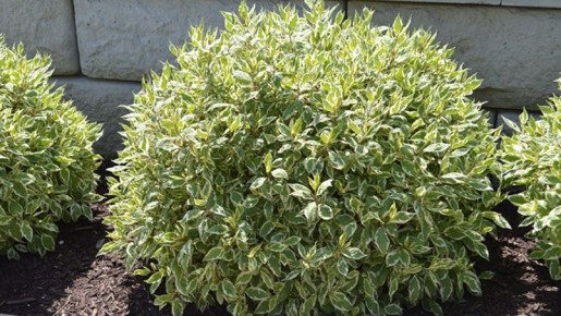 ��� ��������� �������: ������� �������� ���������� ������ ������