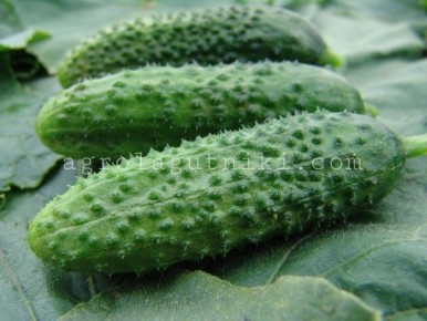 Огурец Маэстоза: идеальный выбор для ваших грядок